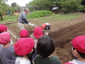 2023　4月25日　年少クラス　はつかだいこんおおきくな～れ